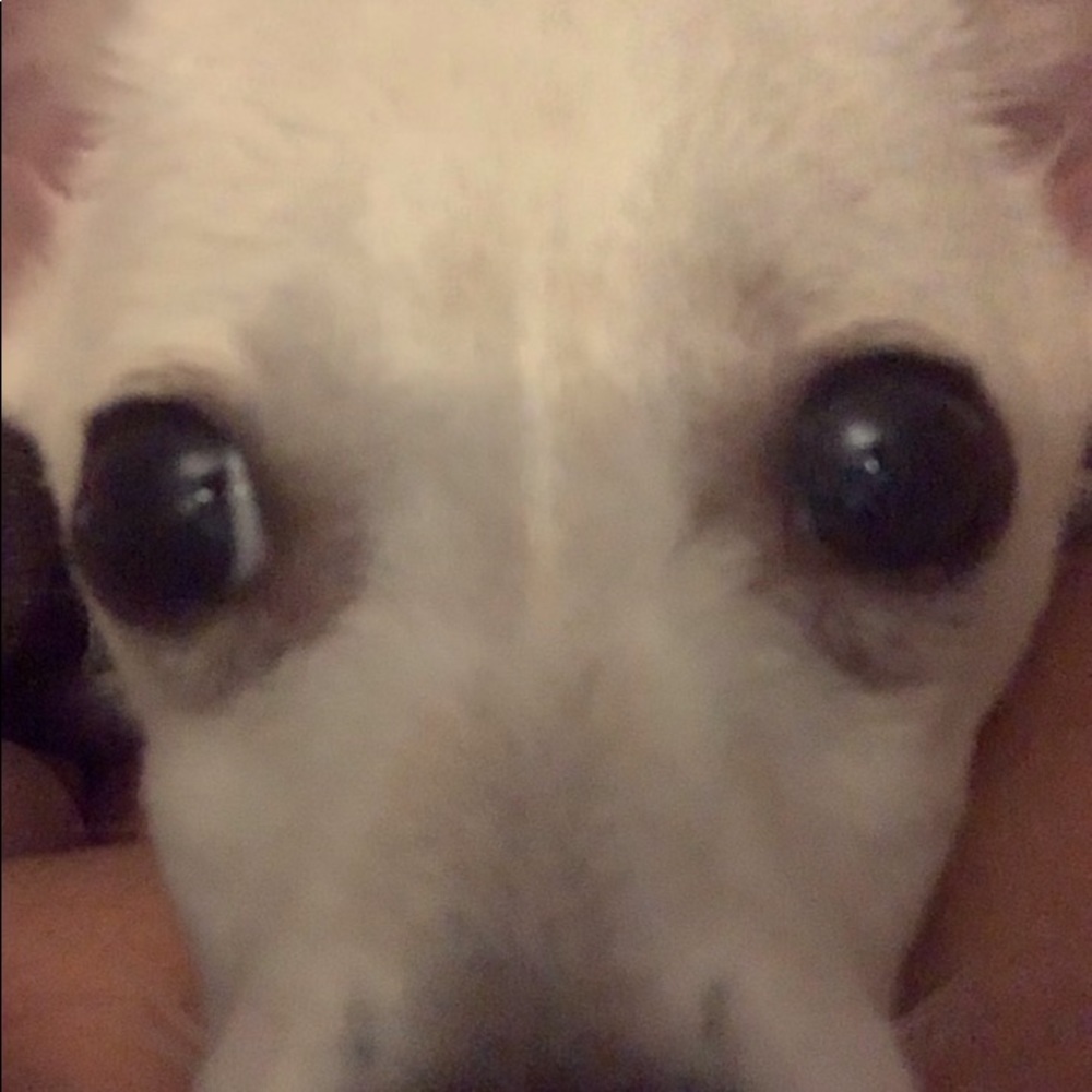 Meet your Posher, Ligaya